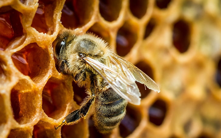 Propóleo un aliado en belleza y salud, imagen de abeja en panal